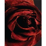 Luscious Rose Printed Backdrop