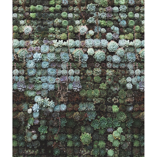 Cactus Wall Printed Backdrop
