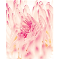 Blurred Floral Printed Backdrop