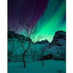 Northern Lights Printed Backdrop