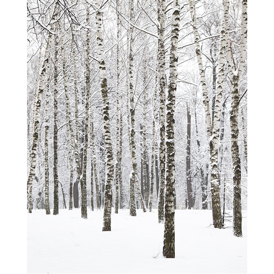 Winter Birchwood Printed Backdrop