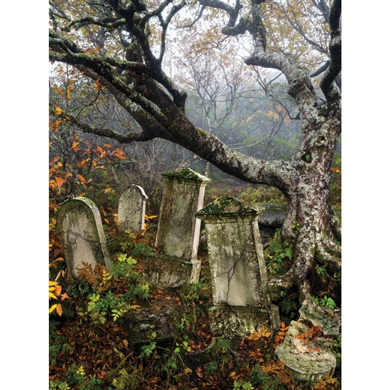 Graveyard Tree Printed Backdrop