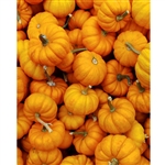 Pile of Pumpkins Printed Backdrop