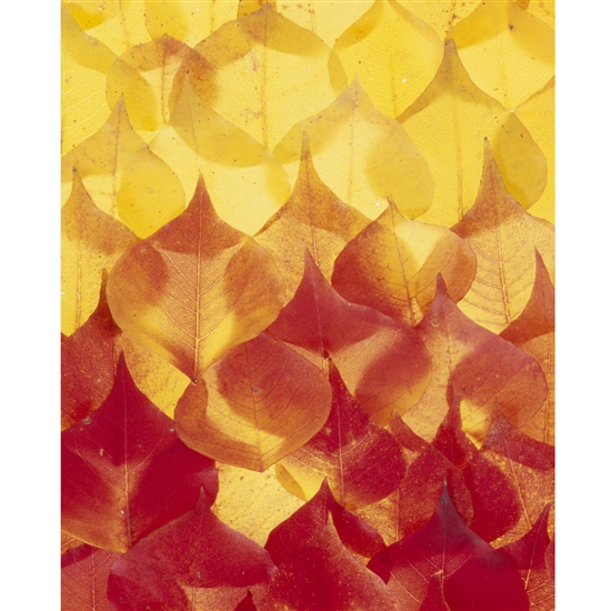 Fall Tallow Leaves Printed Backdrop