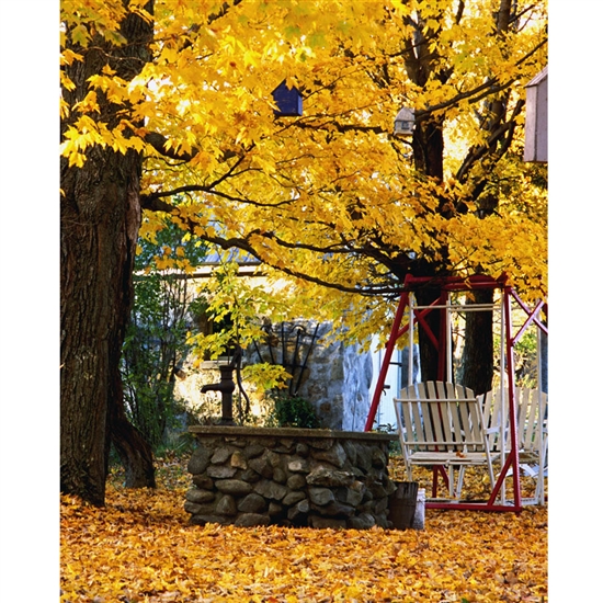Autumn Backyard Printed Backdrop