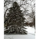 Winter Pine Printed Backdrop