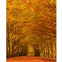 Autumn Lane Printed Backdrop