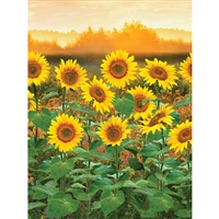 Sunflower Blossoms Printed Backdrop